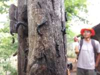 Ulat Pohon Jati Menyerbu Permukiman Warga 