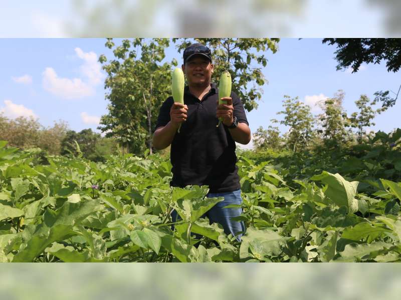 Petani di Desa Donan Berhasil Budidayakan Buah Terong