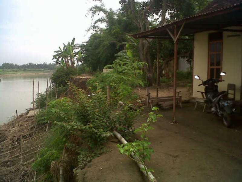 Terancam Longsor, Warga Mbaru Pasang Trucuk di Bibir Bengawan 