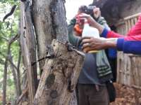 Serbuan Ulat Pohon Jati Tidak Sampai Merusak Tanaman Jagung 