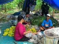 Tahun Baru, Kebun Belimbing Ngringinrejo Dikunjungi 7.663 Orang