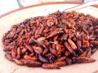 Warga Dapat Berkah Kepompong Ulat Jati 