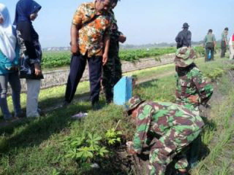 Koramil Kapas Gropyokan Tikus di Sawah Desa Bangilan