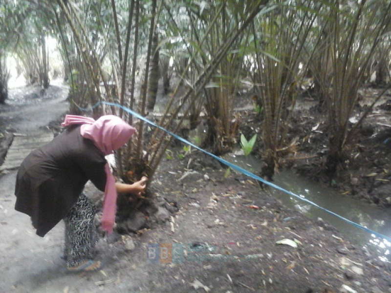 Agrowisata Salak Tangjungharjo Segera Dibuka untuk Umum