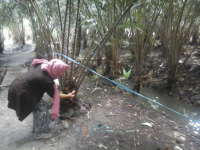 Agrowisata Salak Tangjungharjo Segera Dibuka untuk Umum