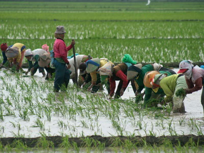 Curah Hujan Dibawah Normal, Petani Harus Hemat Air