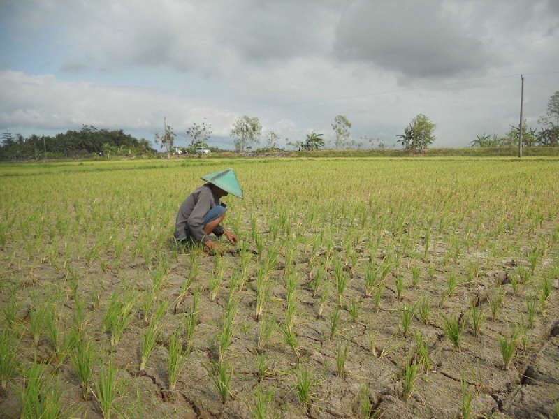 Jarang Turun Hujan, Petani Lahan Tadah Hujan Merugi