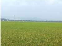 Petani di Kanor Mulai Panen Padi, Lainnya Banyak yang Baru Tanam