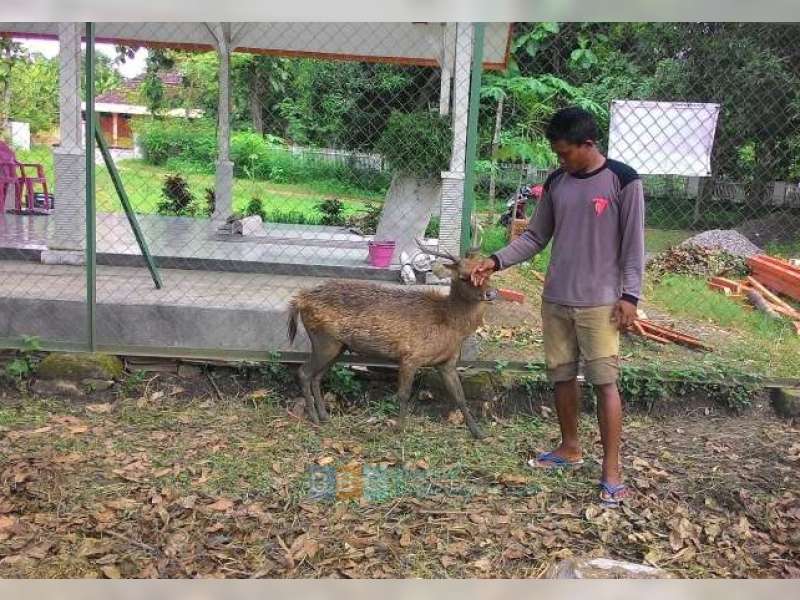 Rusa di Penangkaran KPH Parengan Terus Bertambah 