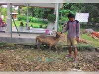 Rusa di Penangkaran KPH Parengan Terus Bertambah 