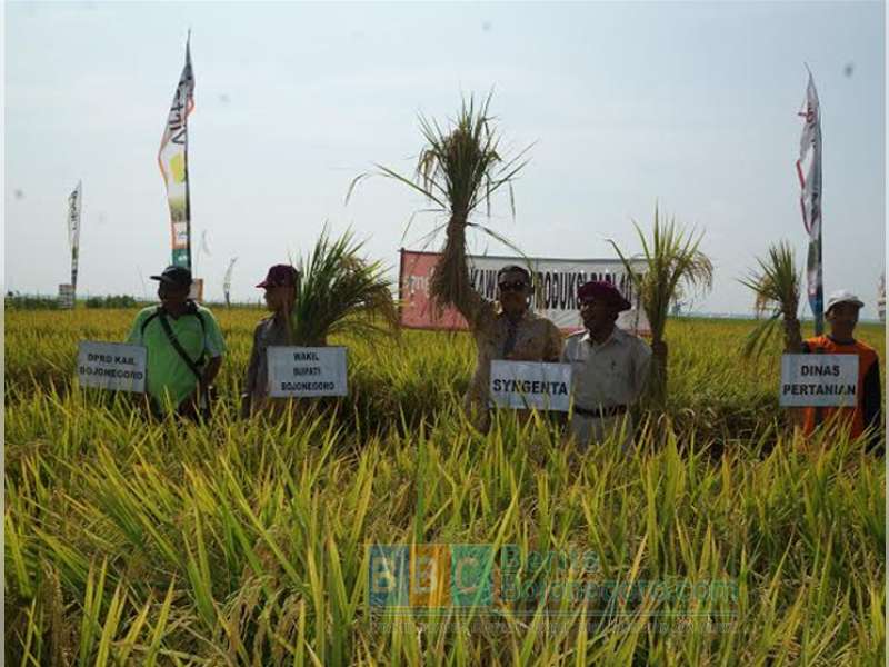 Tertinggi Sepanjang Sejarah, Harga Gabah Capai Rp 5 Ribu