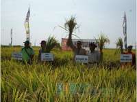 Tertinggi Sepanjang Sejarah, Harga Gabah Capai Rp 5 Ribu