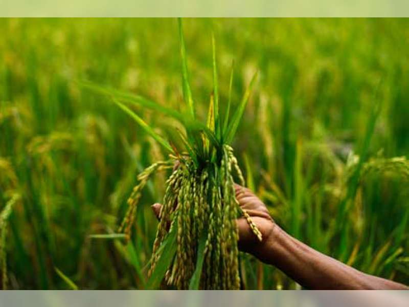 Petani Kembangkan Tanam Padi Organik Jajar Legowo