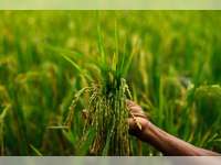 Petani Kembangkan Tanam Padi Organik Jajar Legowo