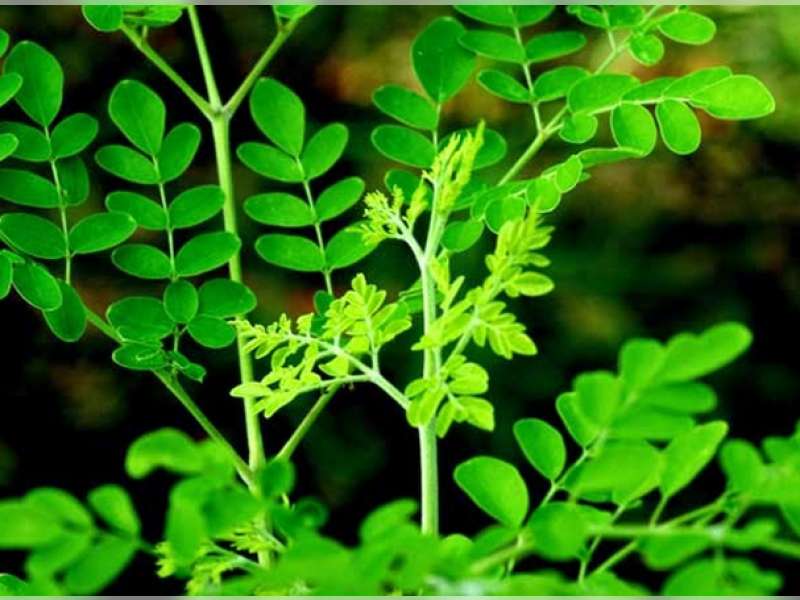 Besar Manfaatnya, Bupati Suyoto Instruksikan Warga Agar Tanam Kelor