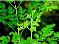 Besar Manfaatnya, Bupati Suyoto Instruksikan Warga Agar Tanam Kelor