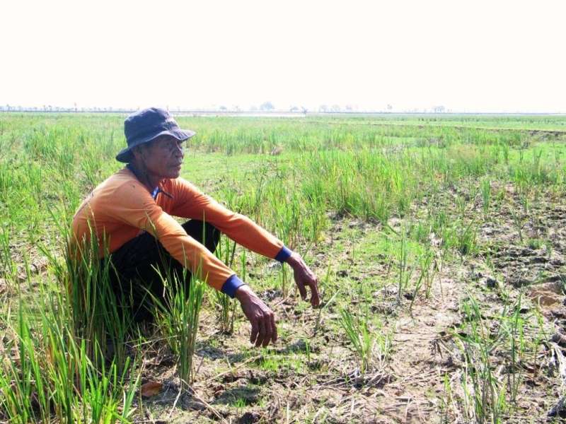 Cuaca Tak Menentu, Petani di Balen Belum Bisa Tanam Padi
