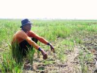 Cuaca Tak Menentu, Petani di Balen Belum Bisa Tanam Padi