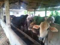 Kelompok Ternak Sumber Rejeki Berhasil Kembangkan Sapi