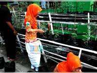 Pelajar MA Bahrul Ulum Kepohbaru Buat Pestisida dari Daun Sirsak