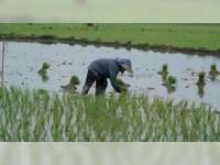 Petani di Kabalan Tanam Padi Sistem Salibu