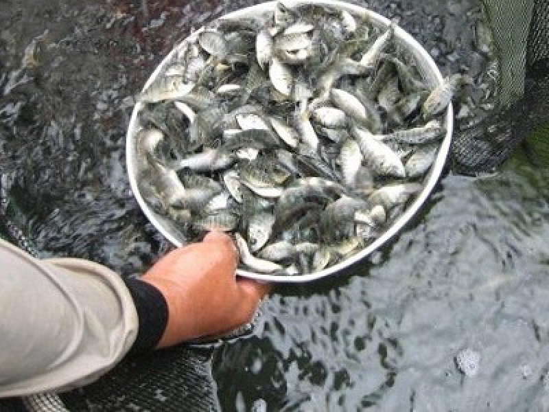 Petambak Harus Cermati Kesehatan Benih Ikan Baru Tebar