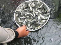 Petambak Harus Cermati Kesehatan Benih Ikan Baru Tebar