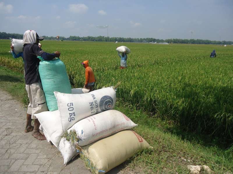 Petani Bantaran Bengawan Solo Diminta Segera Panen Padi 