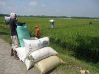 Petani Bantaran Bengawan Solo Diminta Segera Panen Padi 