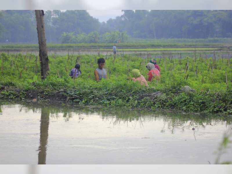 Tergenang Banjir, Tanaman Cabai di Baureno Dipanen Dini