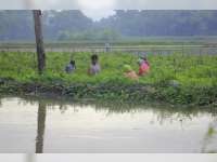 Tergenang Banjir, Tanaman Cabai di Baureno Dipanen Dini