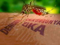 Dunia Terancam Virus Zika 