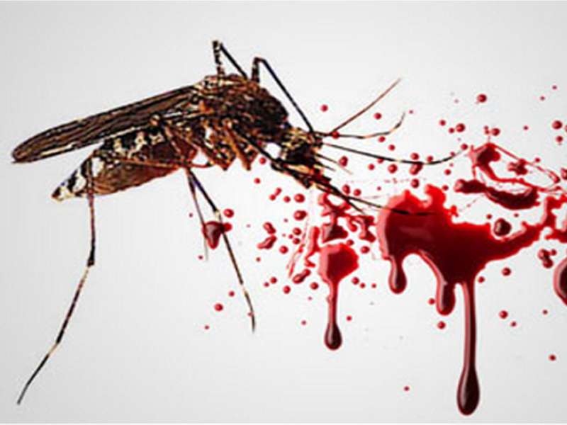 Selama 2015, Demam Berdarah Sebabkan 7 Orang Meninggal 