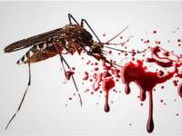 Selama 2015, Demam Berdarah Sebabkan 7 Orang Meninggal 