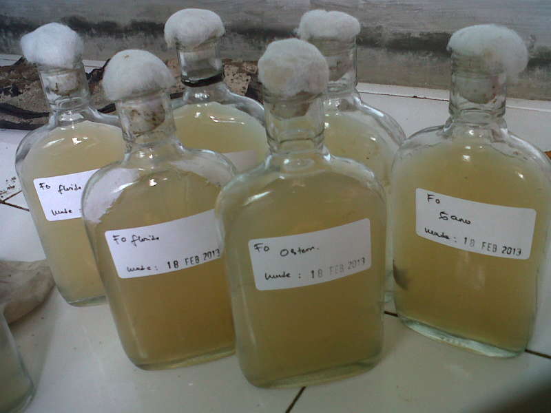 Pembibitan Jamur Tiram Butuh Suasana Steril