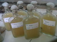 Pembibitan Jamur Tiram Butuh Suasana Steril