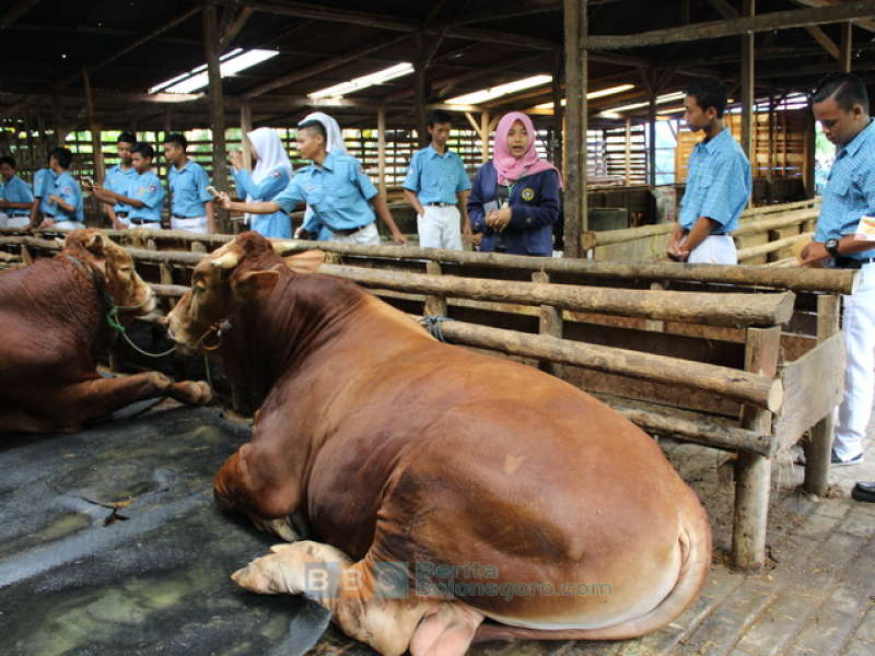 Belajar Beternak Sapi