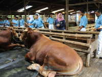 Belajar Beternak Sapi