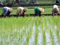 Petani Diminta Terapkan Sistem Tanam Padi Modern