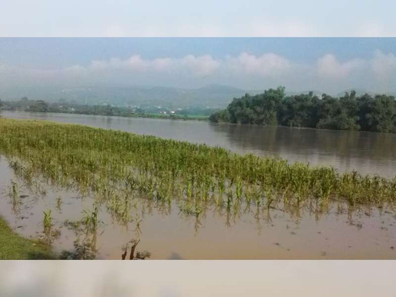 Ratusan Hektare Tanaman Padi di Balen Terendam Banjir 