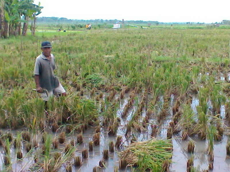 Petani di Padangan Senang Air Banjir Genangi Sawahnya