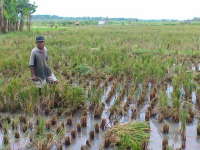Petani di Padangan Senang Air Banjir Genangi Sawahnya