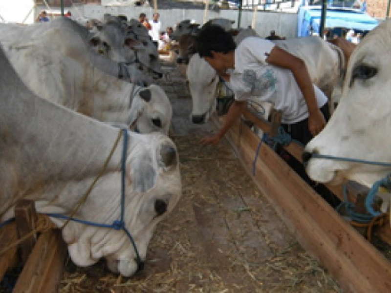 Jagal Sapi Keluhkan Mahalnya Sapi Siap Potong di Bojonegoro
