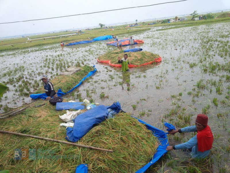 Karena Terendam Banjir, Ratusan Hektare Padi di Baureno Dipanen Dini
