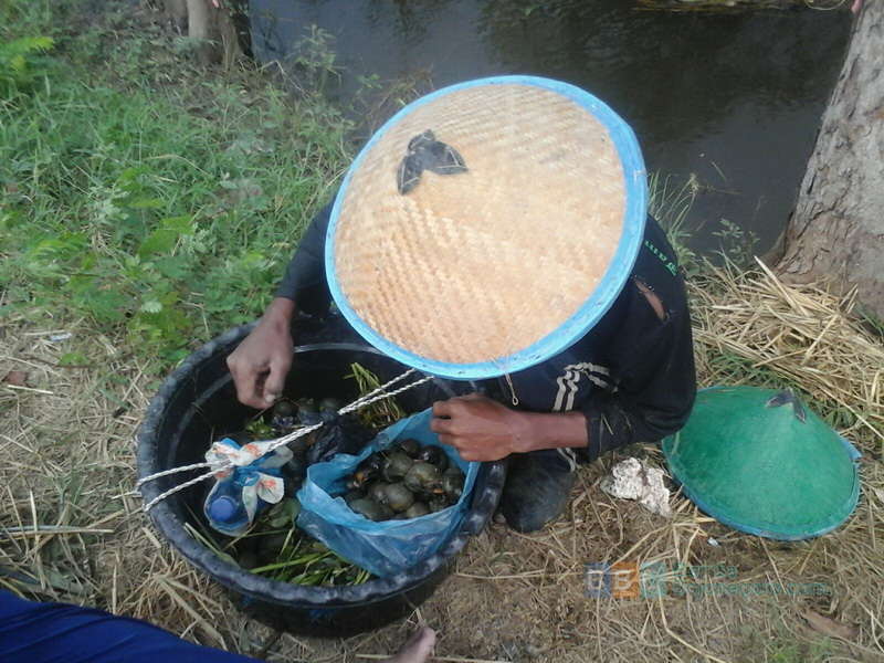 Pencari Belut dan Keong