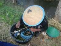 Pencari Belut dan Keong