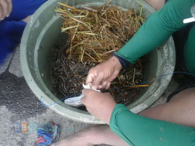 Belut Melimpah di Sawah Tergenang, Warga Bulurejo Riang