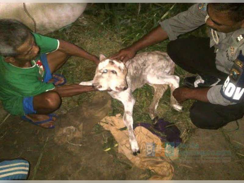 Di Kecamatan Malo Lahir Seekor Sapi Berkepala Dua