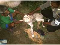 Di Kecamatan Malo Lahir Seekor Sapi Berkepala Dua