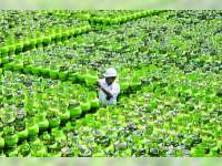 Kuota Elpiji Bersubsidi Tahun Ini Disamakan dengan Tahun Lalu